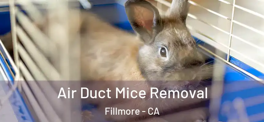  Air Duct Mice Removal Fillmore - CA